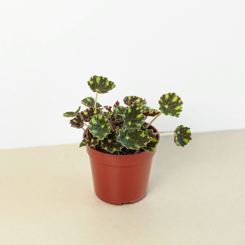 Begonia Tiger Paws - 4" Pot - Garden Gets