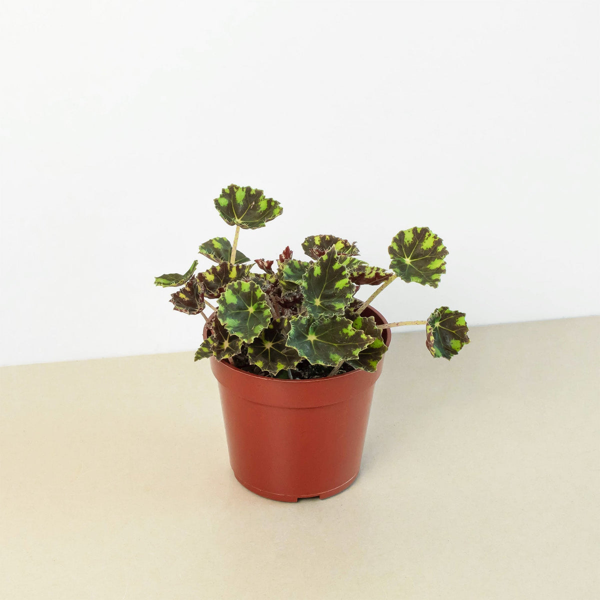 Begonia Tiger Paws - 4" Pot - Garden Gets