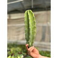 Cactus Cereus Peruvianus - 1.5 FT - Garden Gets