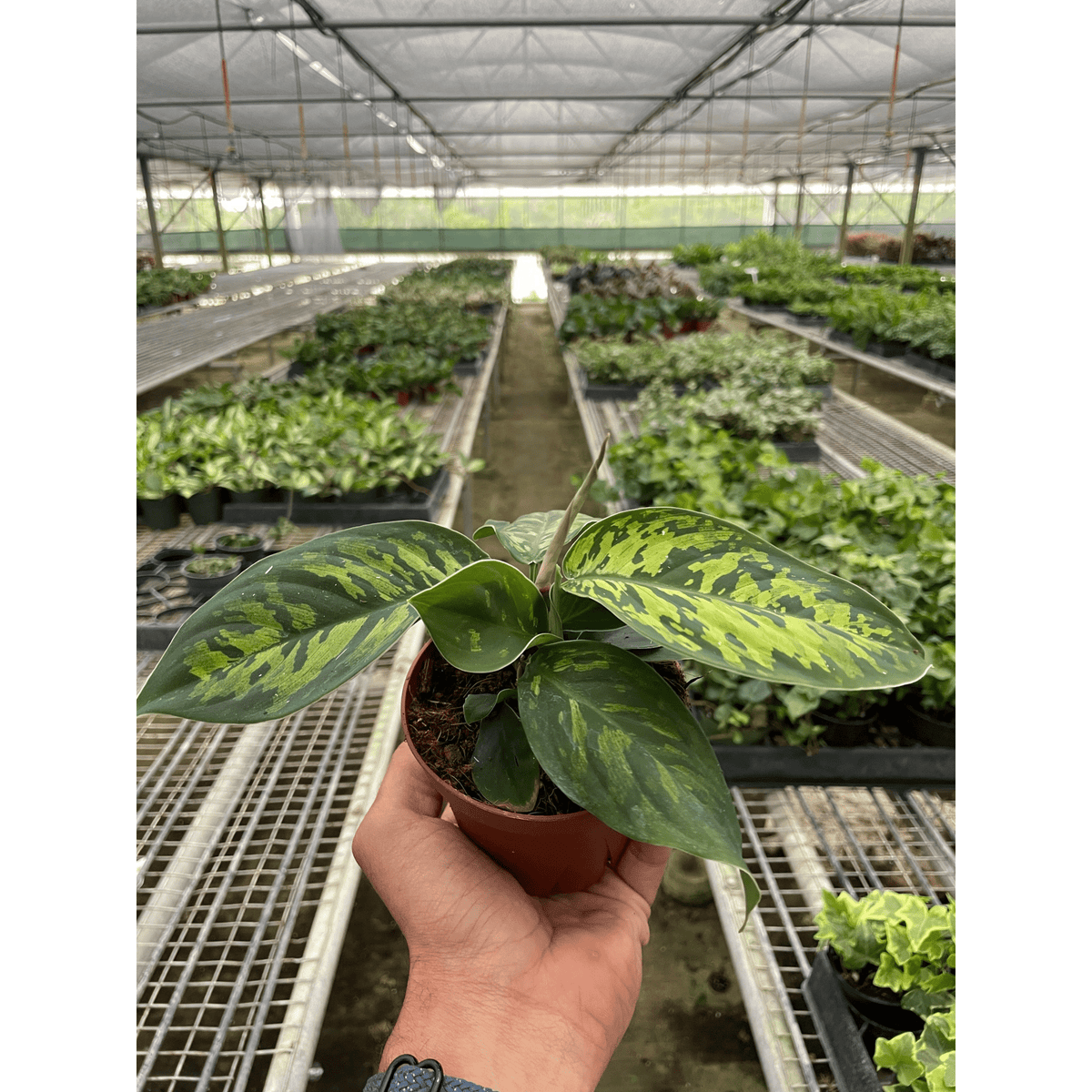 Homalomena 'Camouflage' - Garden Gets