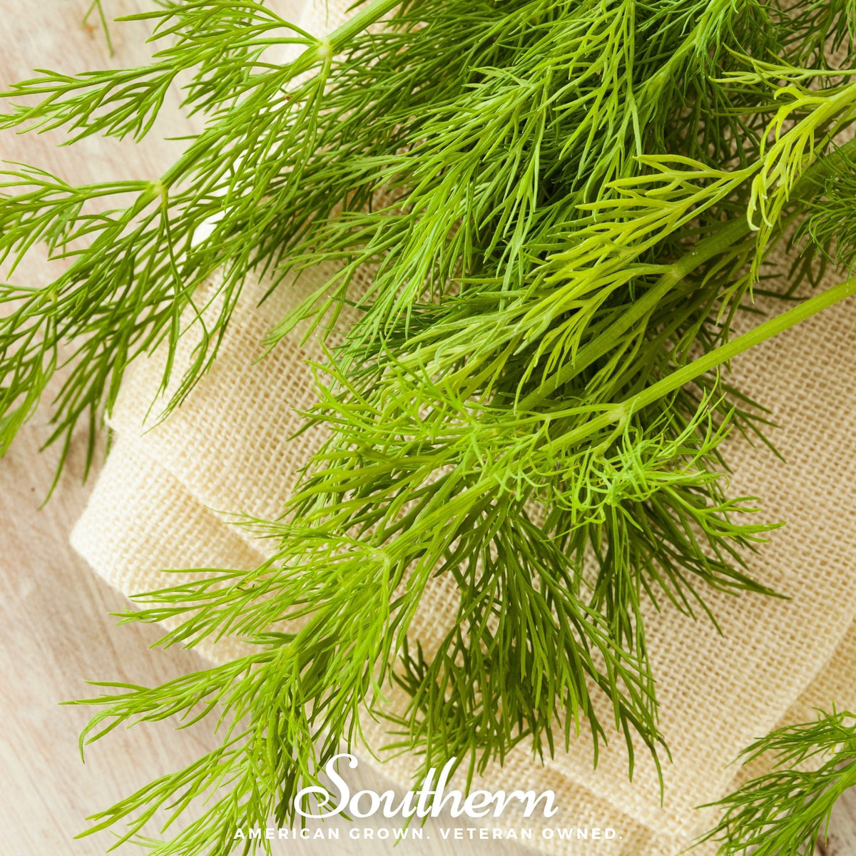 Mammoth Long Island Dill – 100 Seeds - Garden Gets
