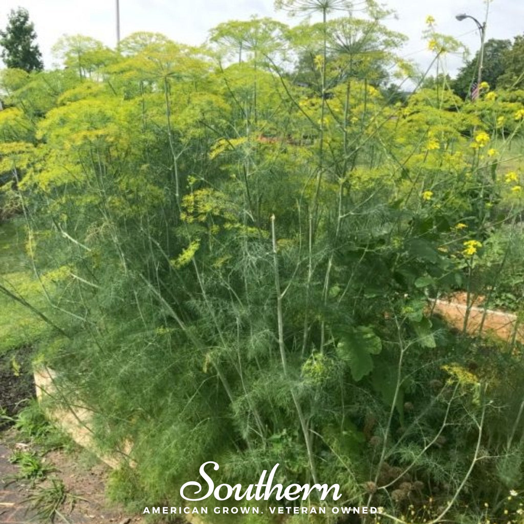 Mammoth Long Island Dill – 100 Seeds - Garden Gets
