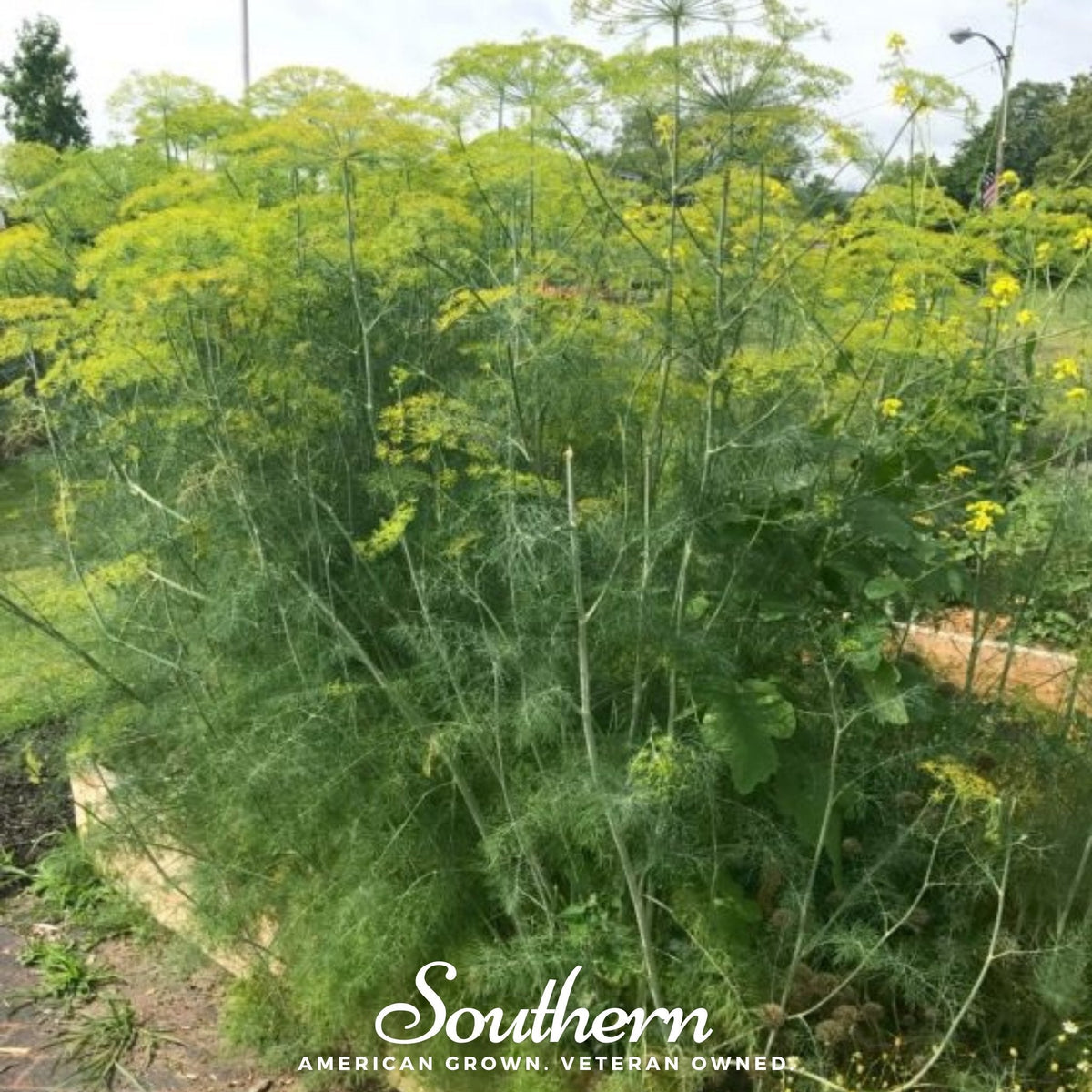 Mammoth Long Island Dill – 100 Seeds - Garden Gets