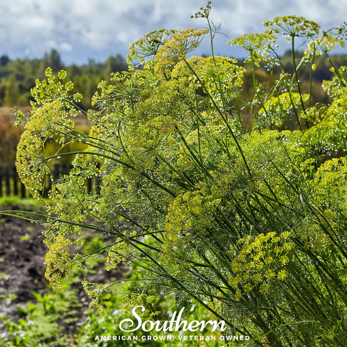 Mammoth Long Island Dill – 100 Seeds - Garden Gets