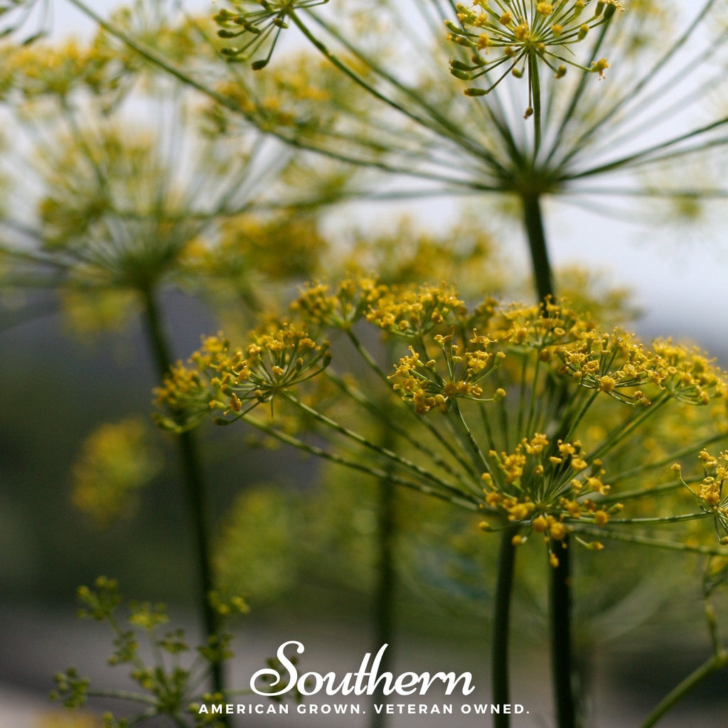 Mammoth Long Island Dill – 100 Seeds - Garden Gets