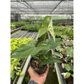 Syngonium 'Albo Variegata' - Garden Gets