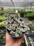 String of Hearts Variegated - Garden Gets