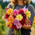 Early Bird Dahlia – 25 Seeds - Garden Gets