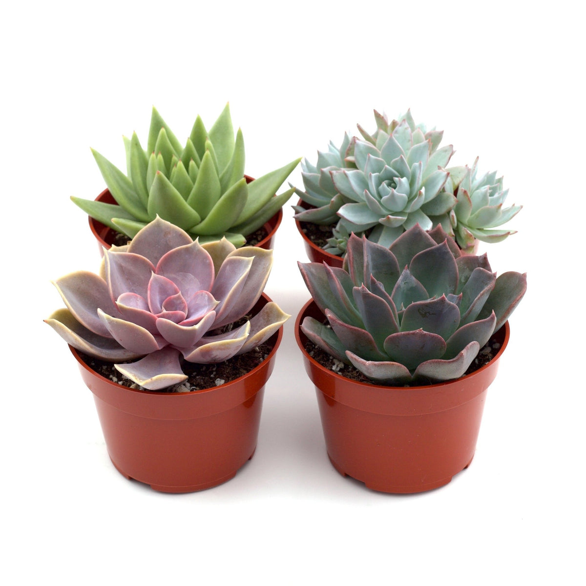 Succulent Variety Packs - Garden Gets