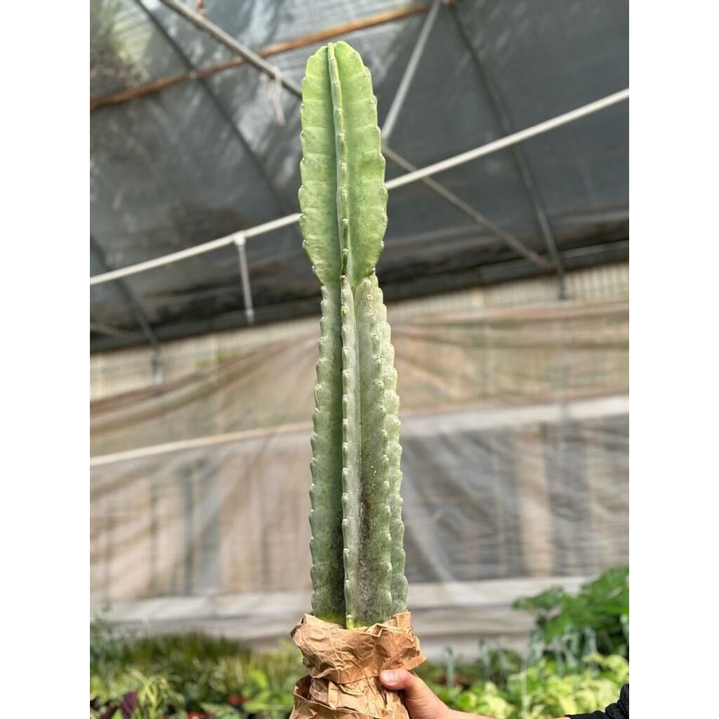 Cactus Cereus Peruvianus - 3 FT - Garden Gets