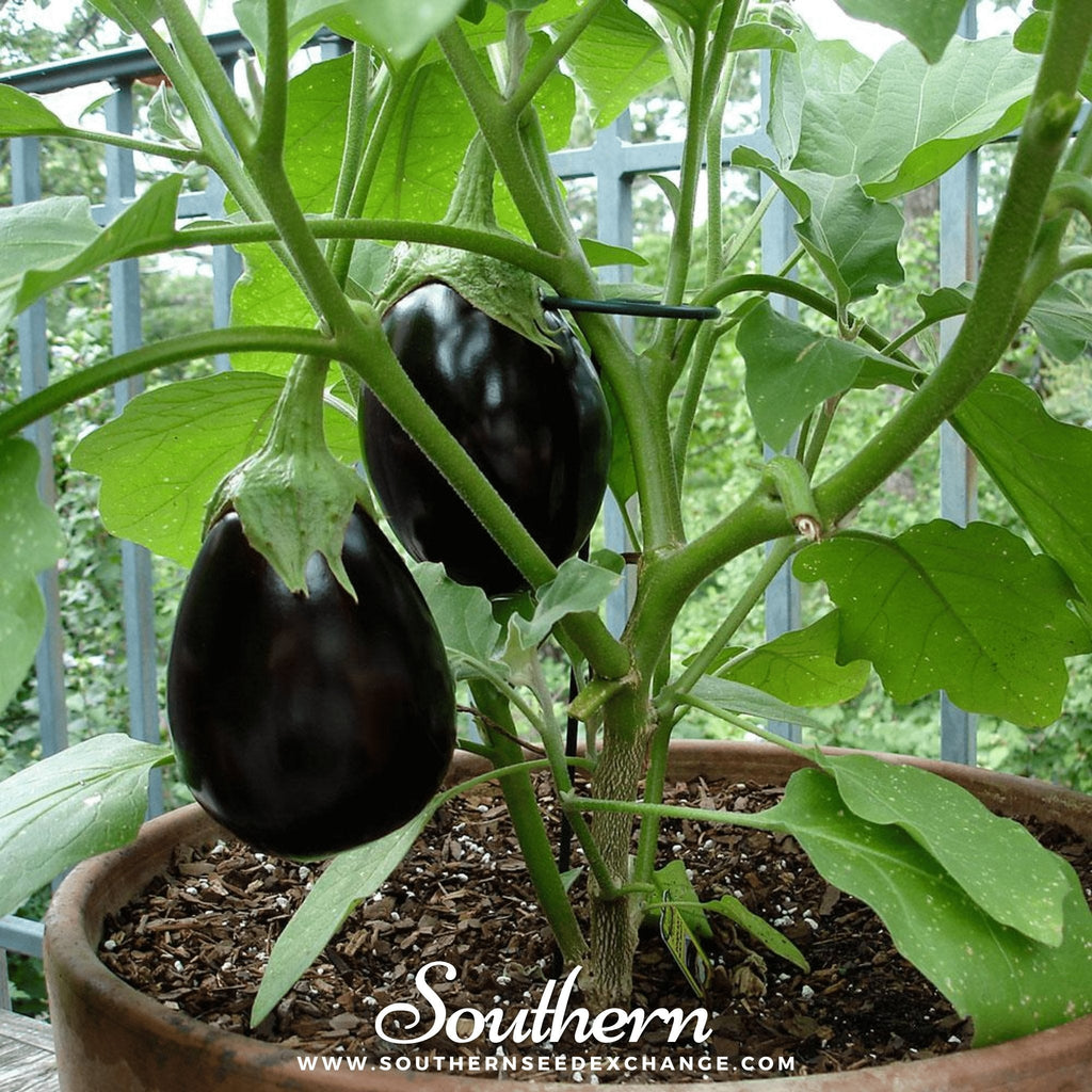 Black Beauty Eggplant – 50 Seeds - Garden Gets