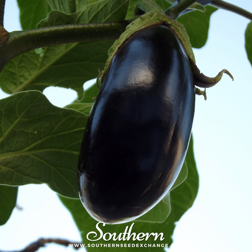 Black Beauty Eggplant – 50 Seeds - Garden Gets
