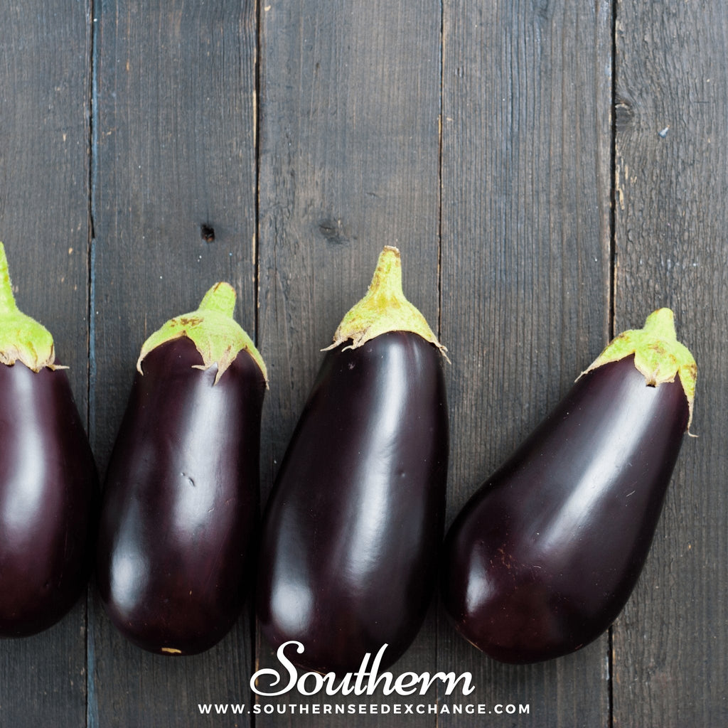 Black Beauty Eggplant – 50 Seeds - Garden Gets