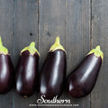 Black Beauty Eggplant – 50 Seeds - Garden Gets