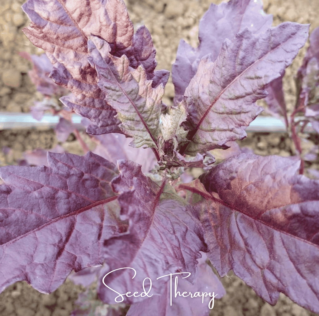 Red Oaxaca Epazote – 100 Seeds - Garden Gets