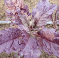 Red Oaxaca Epazote – 100 Seeds - Garden Gets