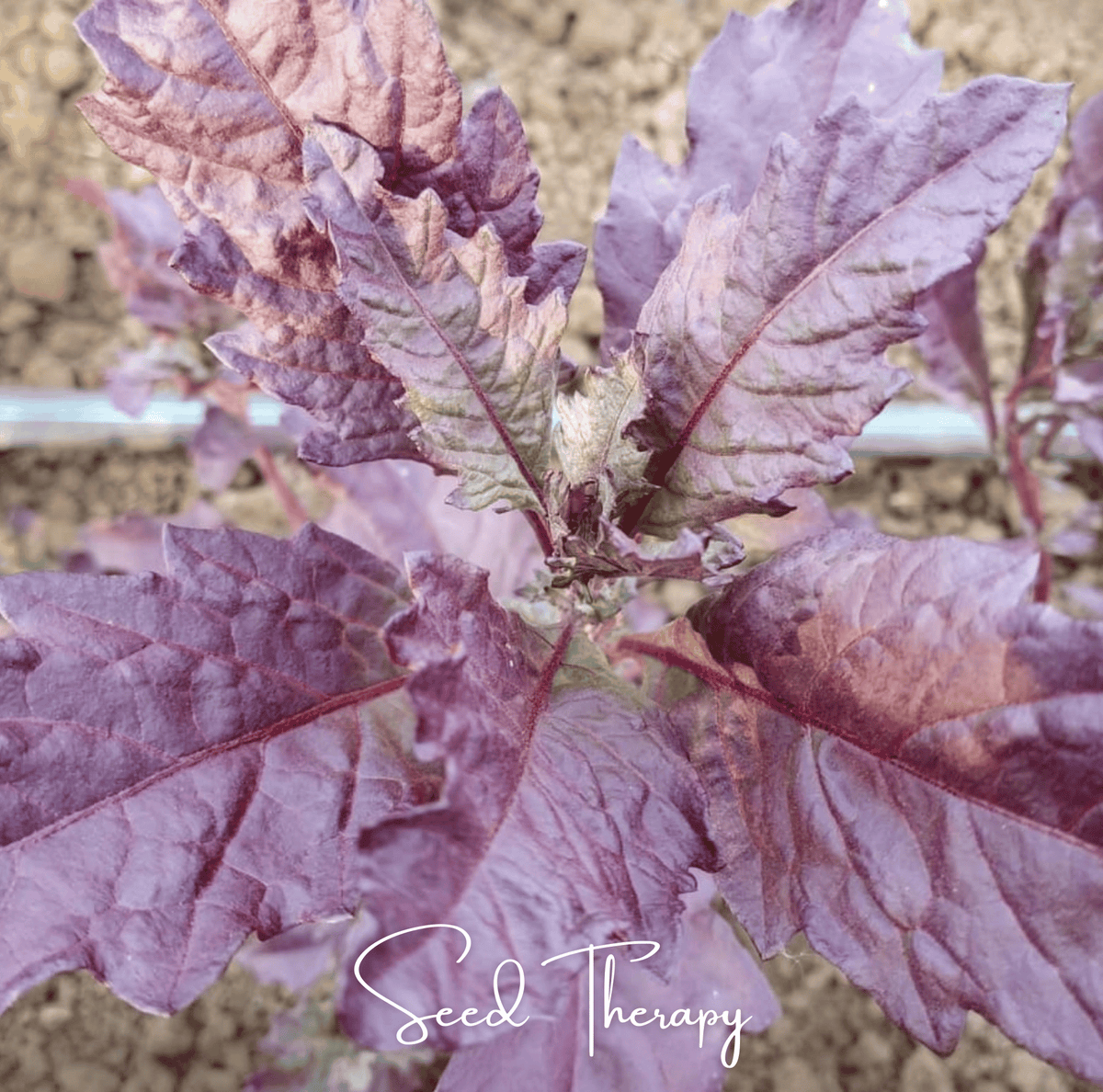 Red Oaxaca Epazote – 100 Seeds - Garden Gets