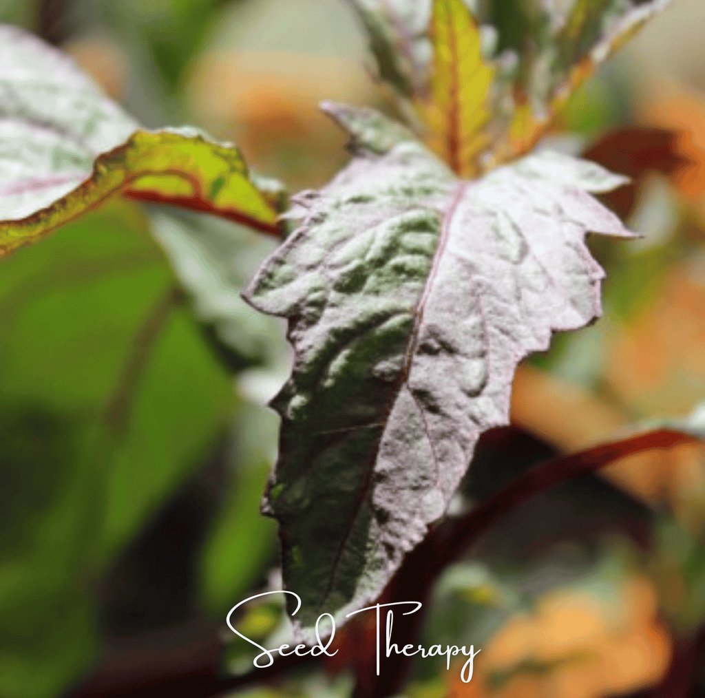 Red Oaxaca Epazote – 100 Seeds - Garden Gets