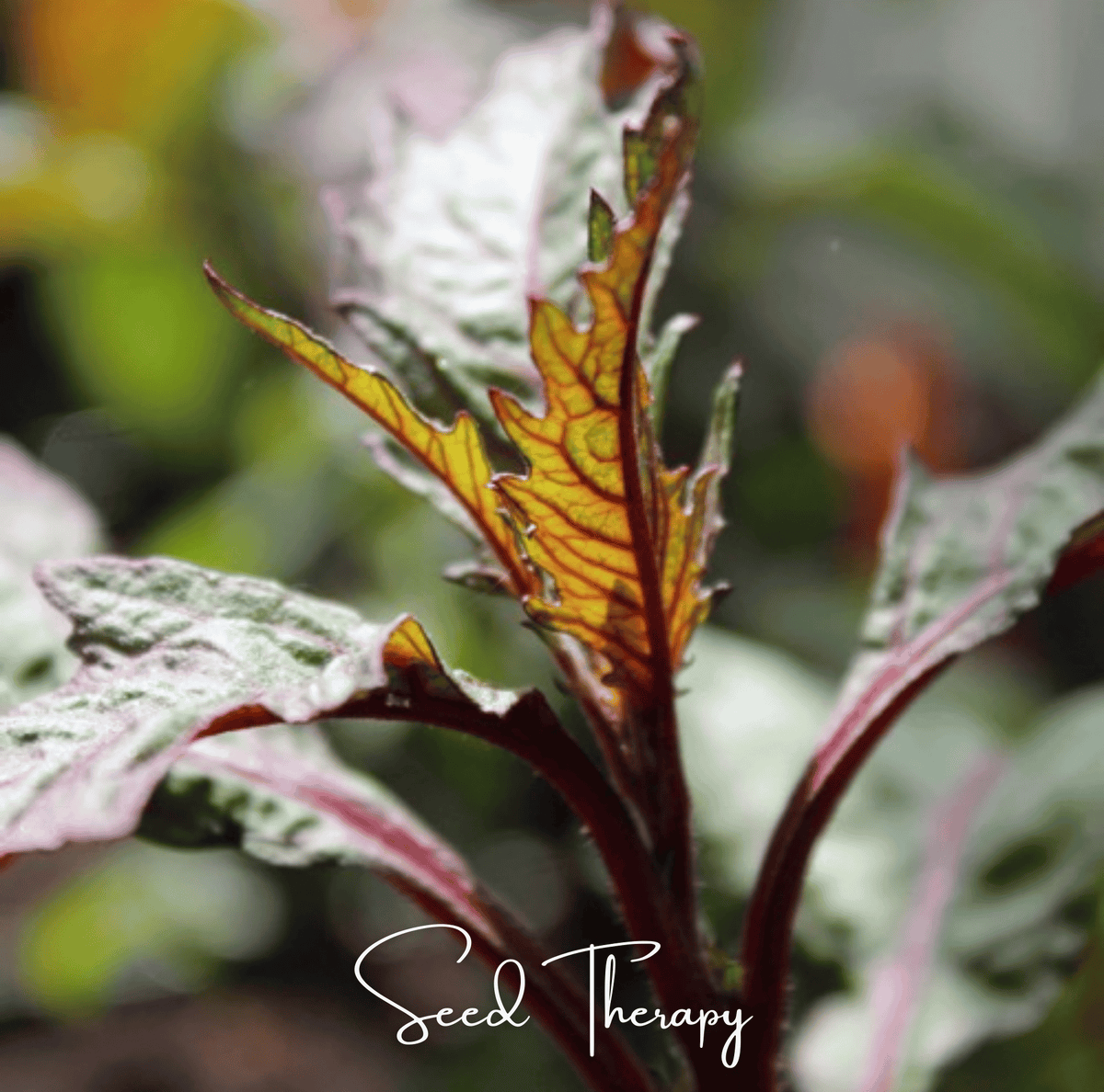 Red Oaxaca Epazote – 100 Seeds - Garden Gets