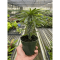 Pachypodium 'lamerei' (Madagascar Palm) - Garden Gets