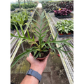 Philodendron 'Tortum' - Garden Gets