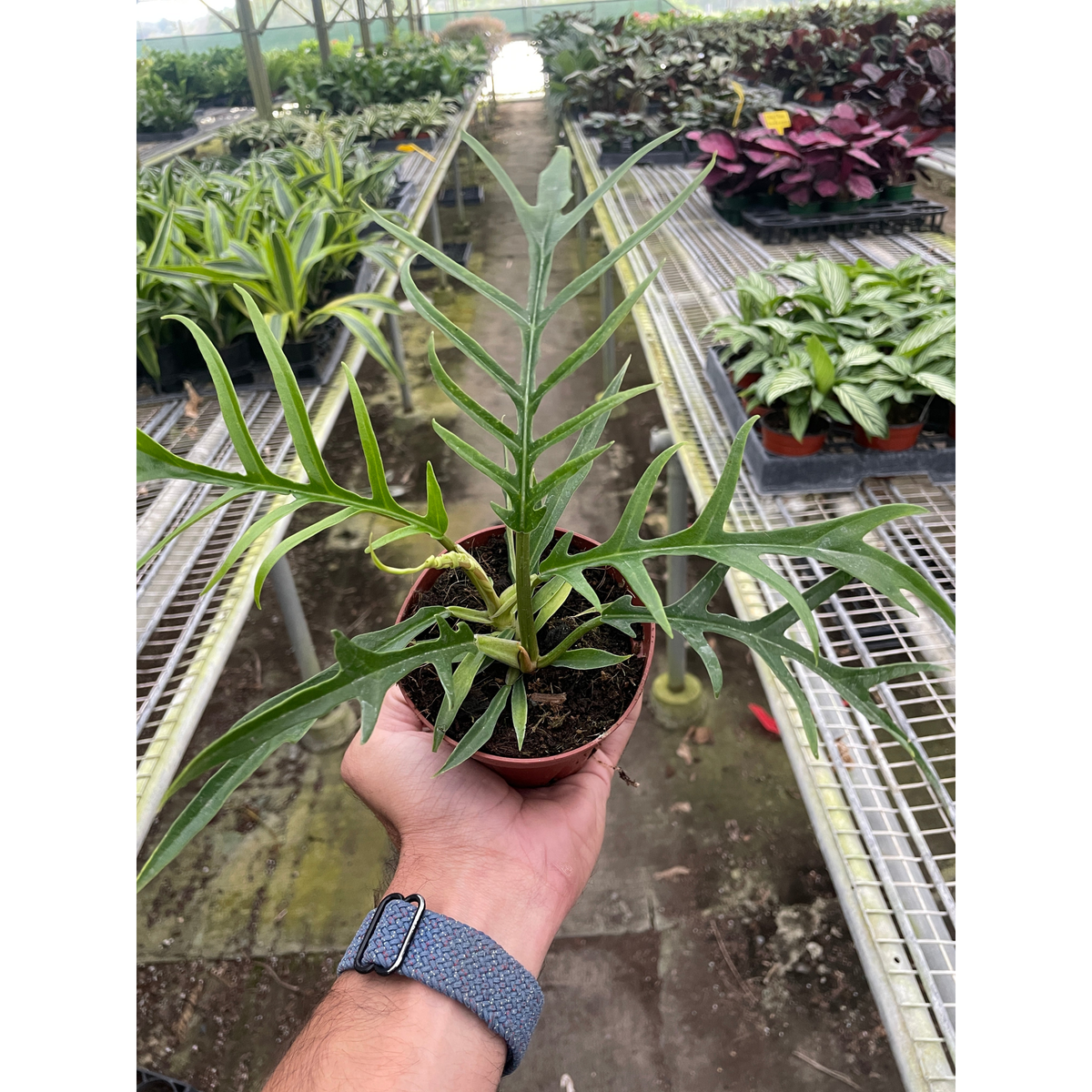 Philodendron 'Tortum' - Garden Gets