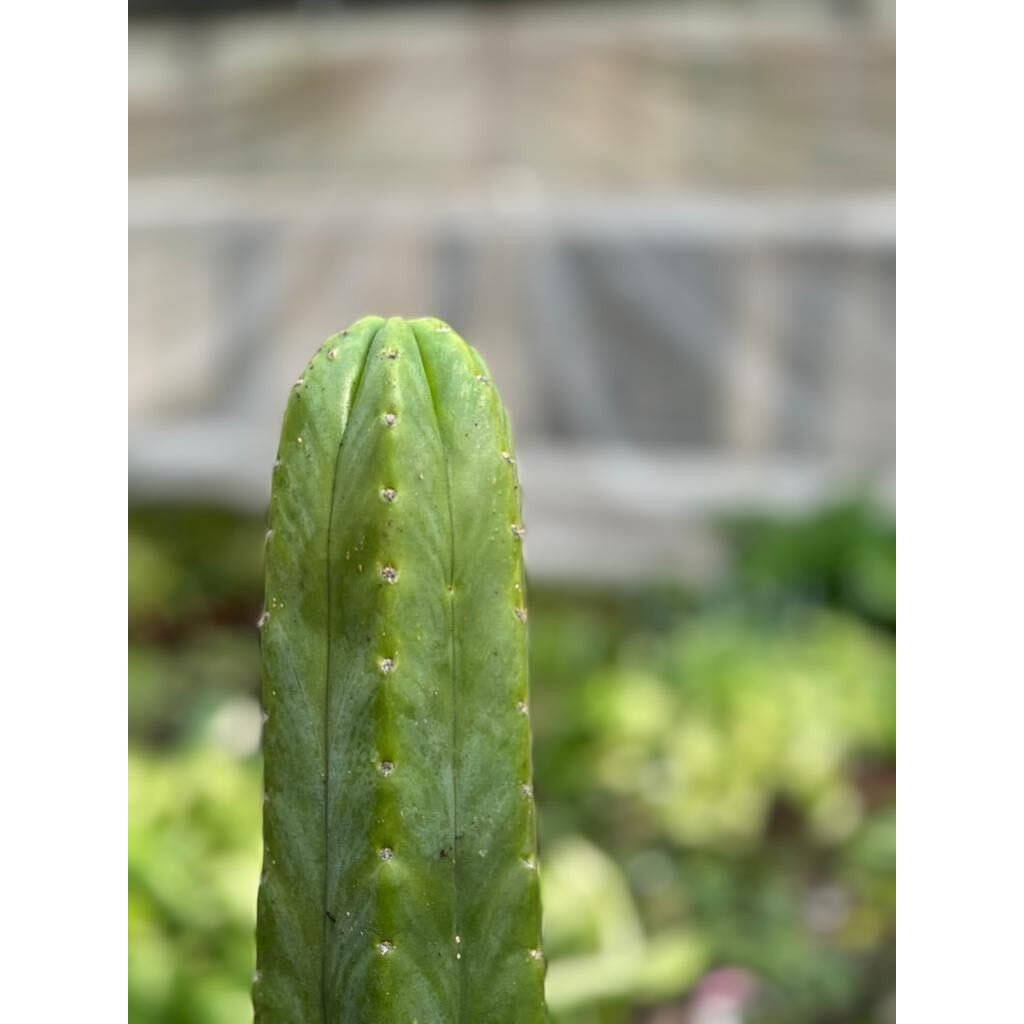 Cactus Echinopsis Pachanoi - 2FT - Garden Gets