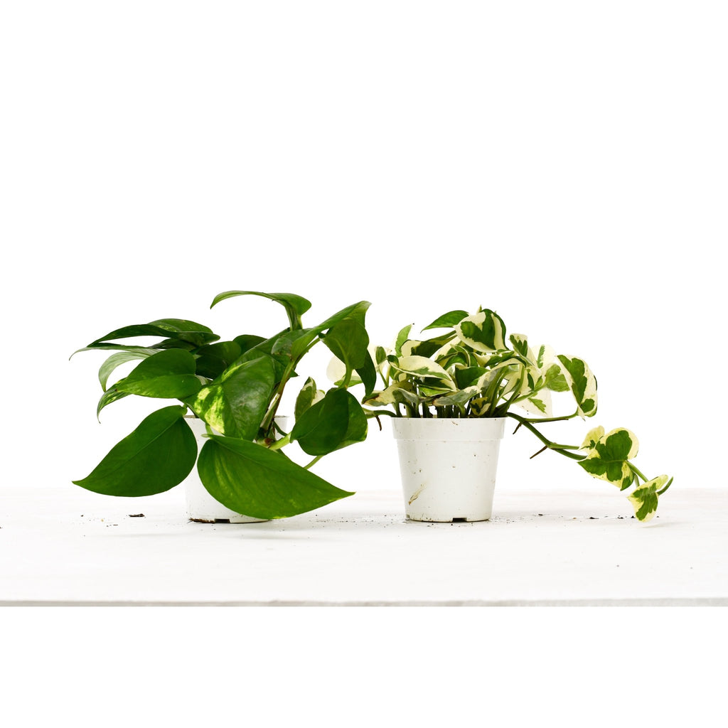 2 Pothos Variety Pack / 4" Pot / Live Plant / Home and Garden Plants - Garden Gets