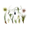 20 Bulk Air Plant Assortment w/ Spray Bottle / 12 Different Plants - Garden Gets