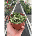 Succulent 'String of Pearls' Variegated - Garden Gets