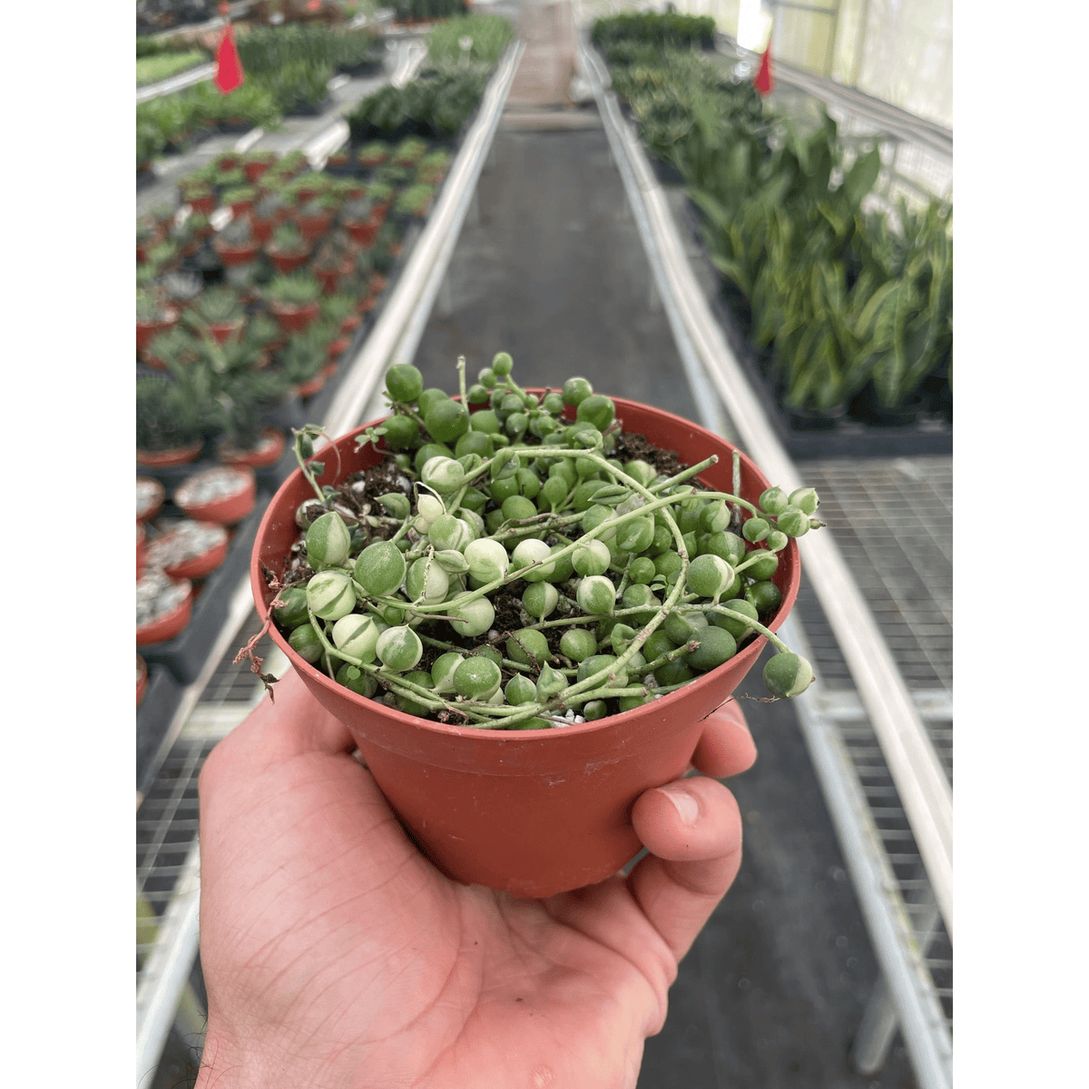 Succulent 'String of Pearls' Variegated - Garden Gets
