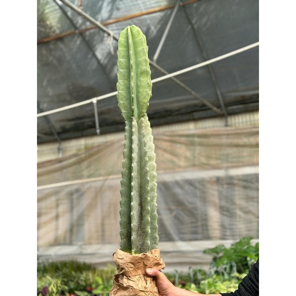 Cactus Cereus Peruvianus - 3 FT - Garden Gets