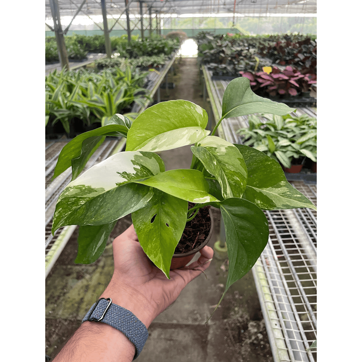 Pothos 'Albo Variegata' - Garden Gets