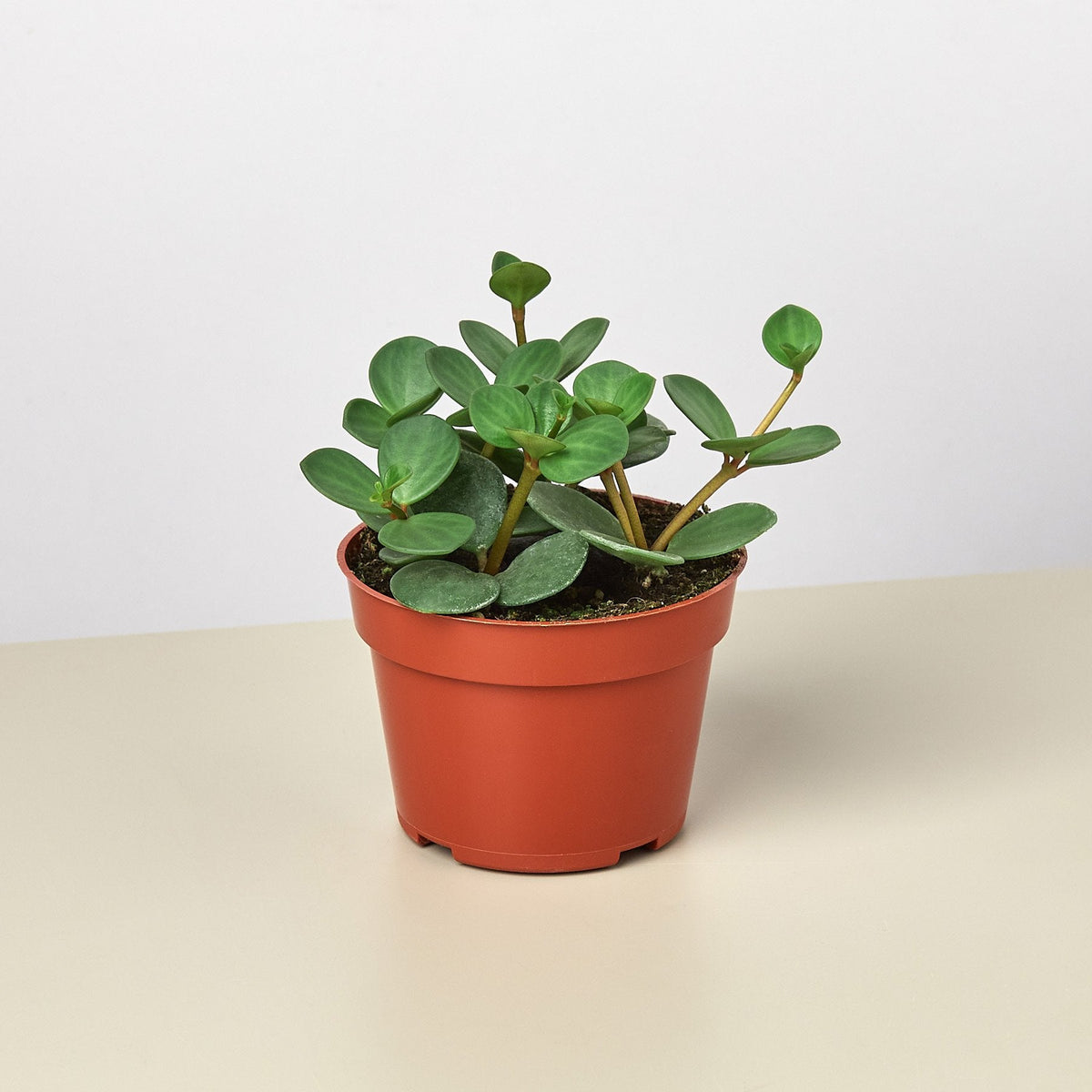Peperomia 'Hope' - Garden Gets