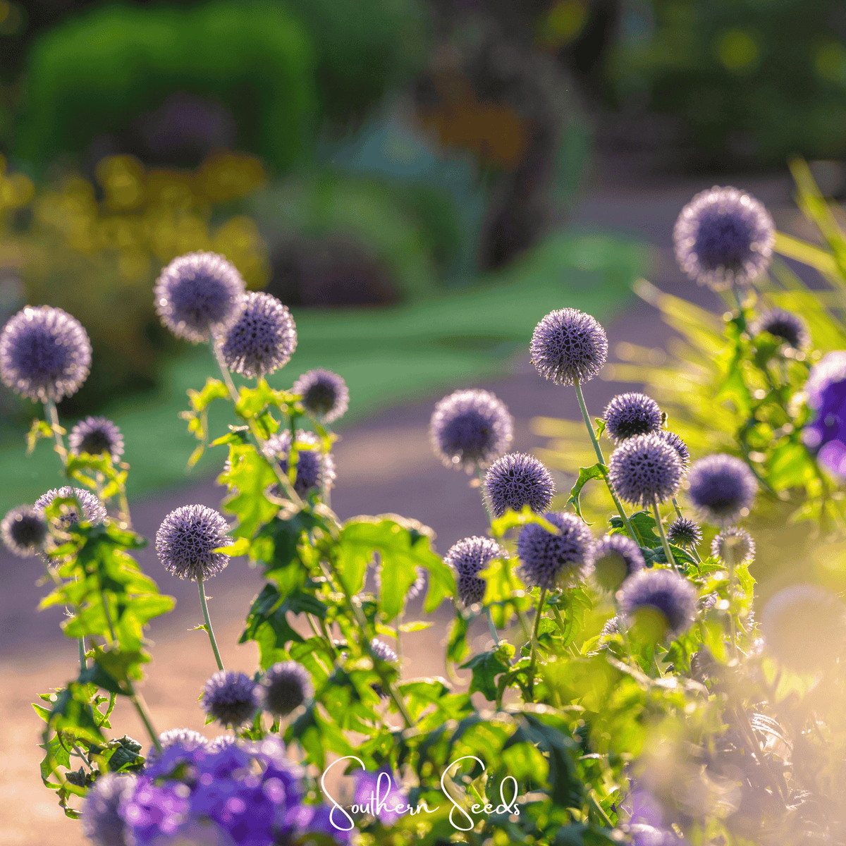 Southern Globe Thistle – 25 Seeds - Garden Gets