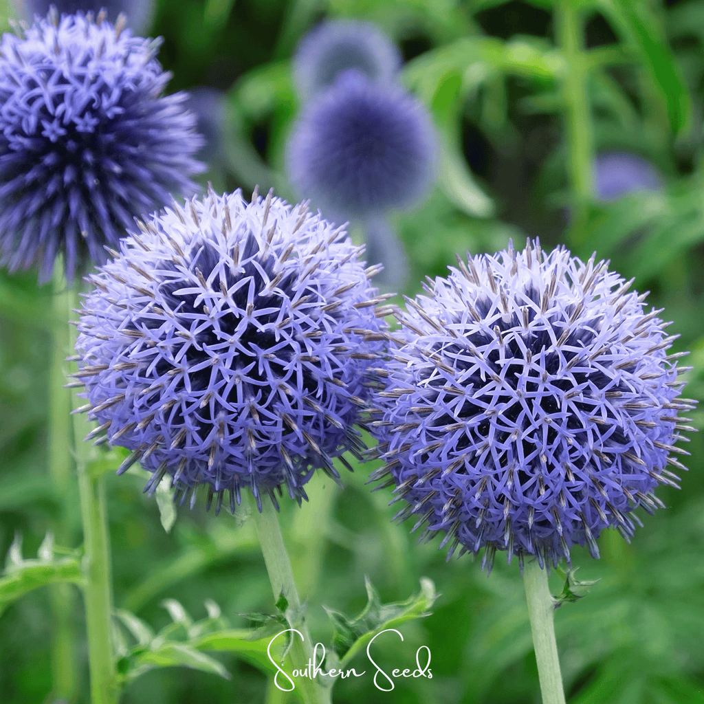 Southern Globe Thistle – 25 Seeds - Garden Gets
