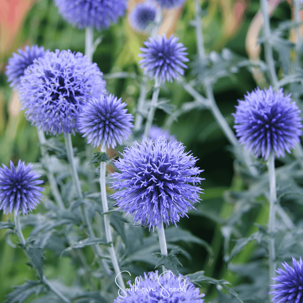 Southern Globe Thistle – 25 Seeds - Garden Gets