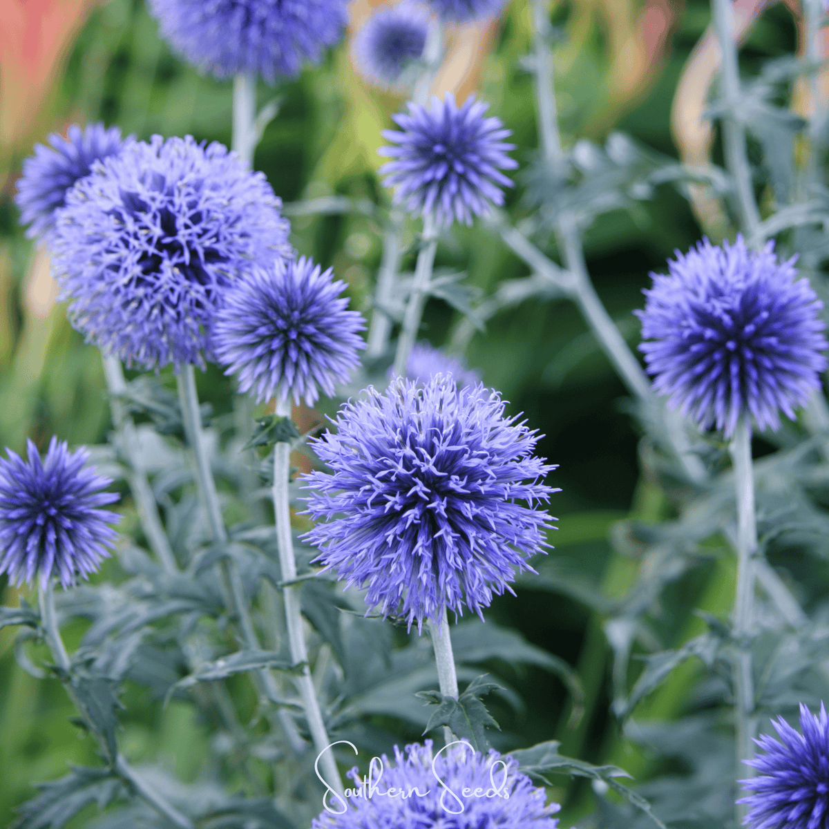Southern Globe Thistle – 25 Seeds - Garden Gets