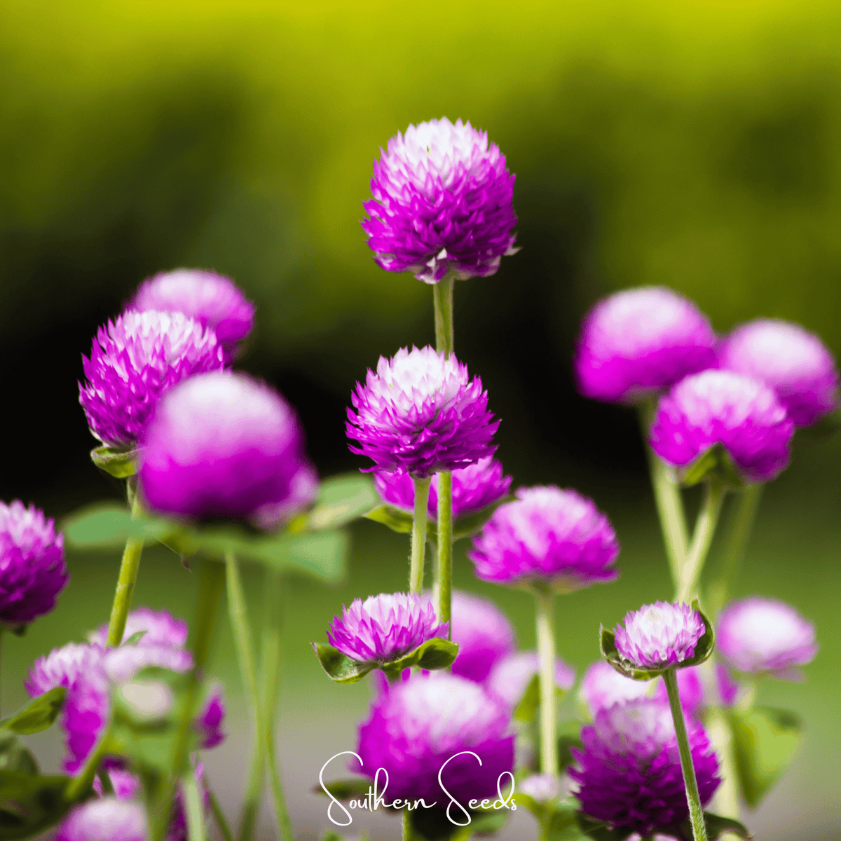 Globosa Mix Gomphrena – 50 Seeds - Garden Gets