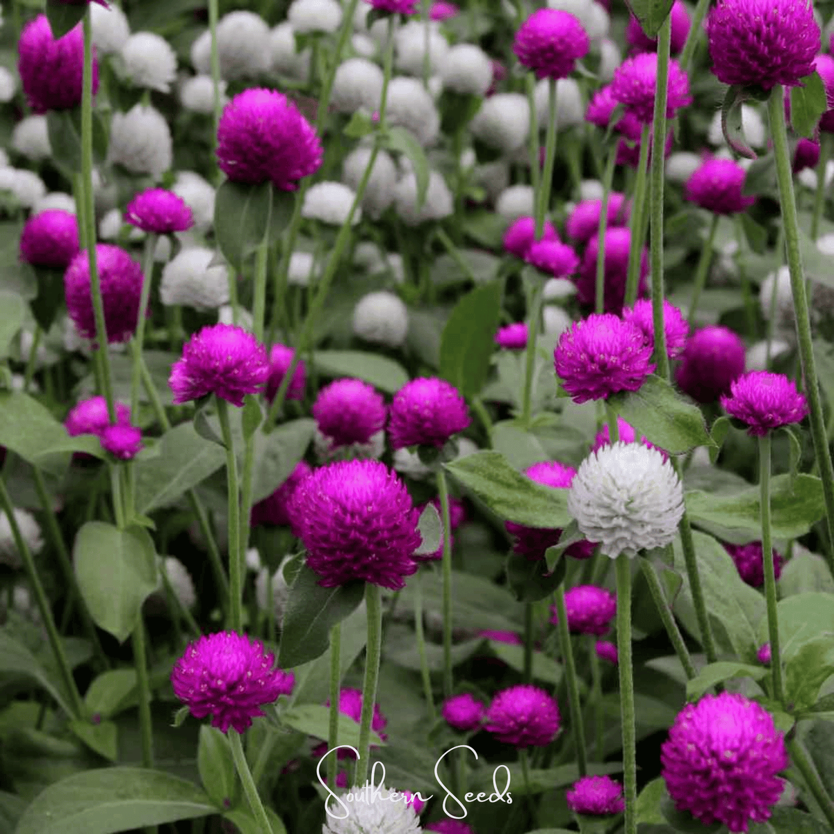 Globosa Mix Gomphrena – 50 Seeds - Garden Gets