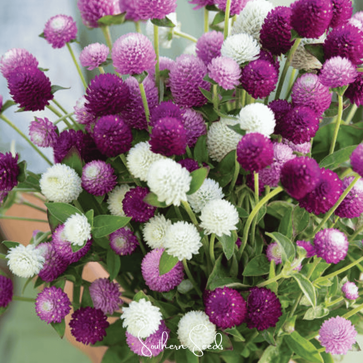 Globosa Mix Gomphrena – 50 Seeds - Garden Gets