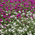 Globosa Mix Gomphrena – 50 Seeds - Garden Gets