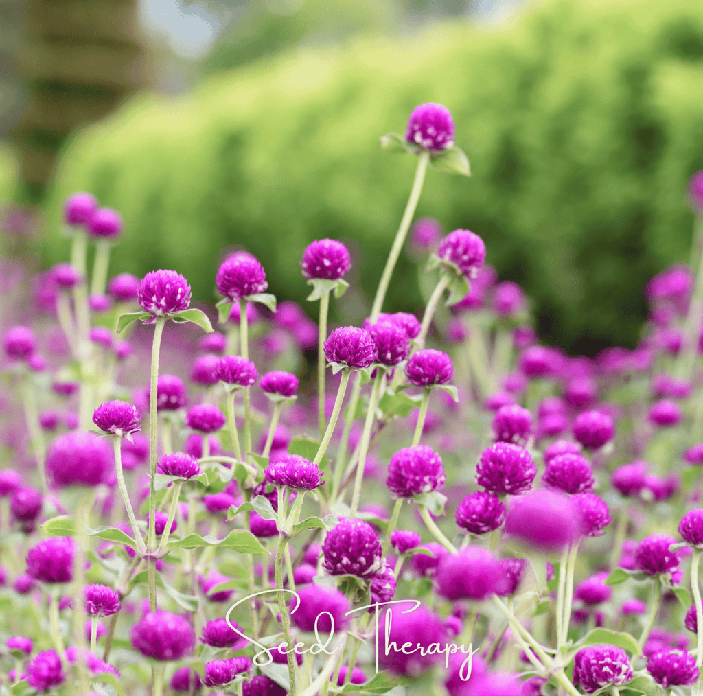 Purple Globosa Gomphrena – 50 Seeds - Garden Gets