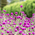 Purple Globosa Gomphrena – 50 Seeds - Garden Gets
