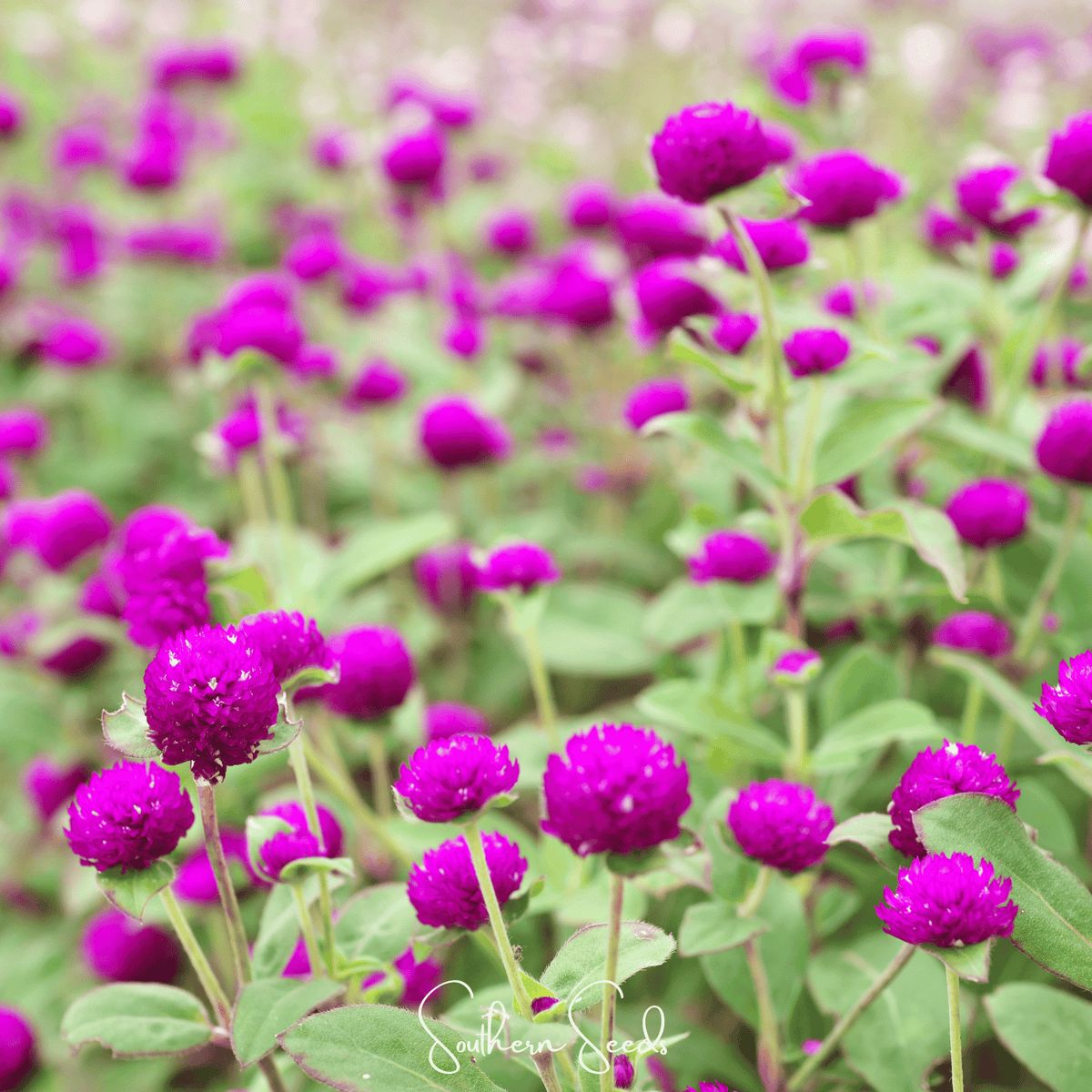 Purple Globosa Gomphrena – 50 Seeds - Garden Gets