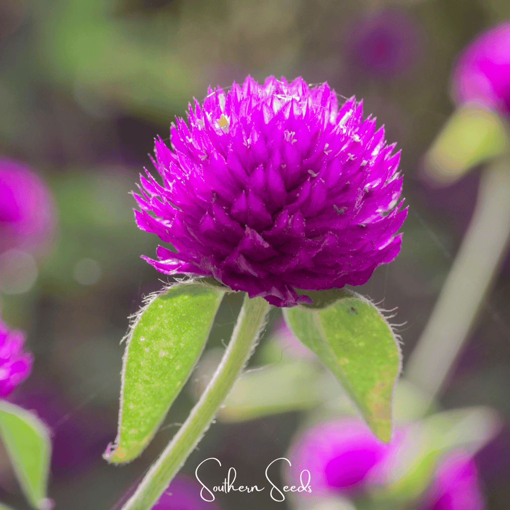 Purple Globosa Gomphrena – 50 Seeds - Garden Gets