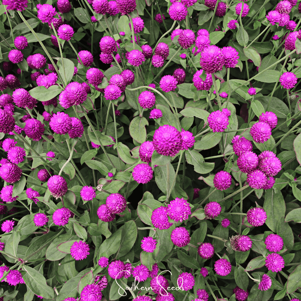 Purple Globosa Gomphrena – 50 Seeds - Garden Gets