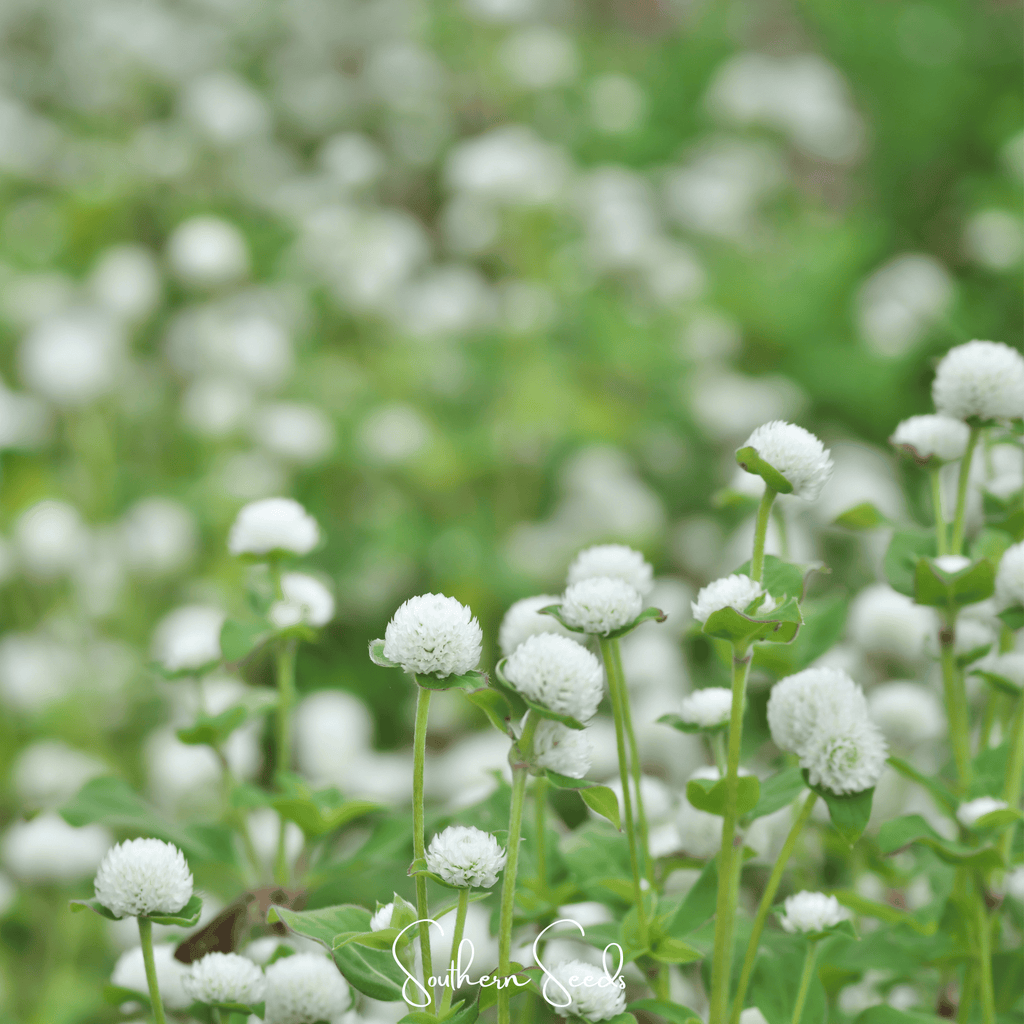 White Globosa Gomphrena – 50 Seeds - Garden Gets
