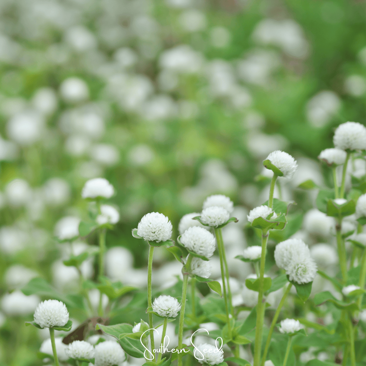 White Globosa Gomphrena – 50 Seeds - Garden Gets