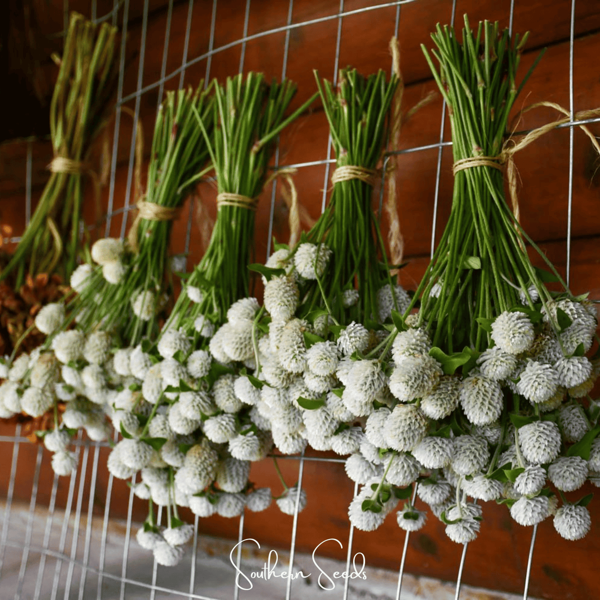 White Globosa Gomphrena – 50 Seeds - Garden Gets
